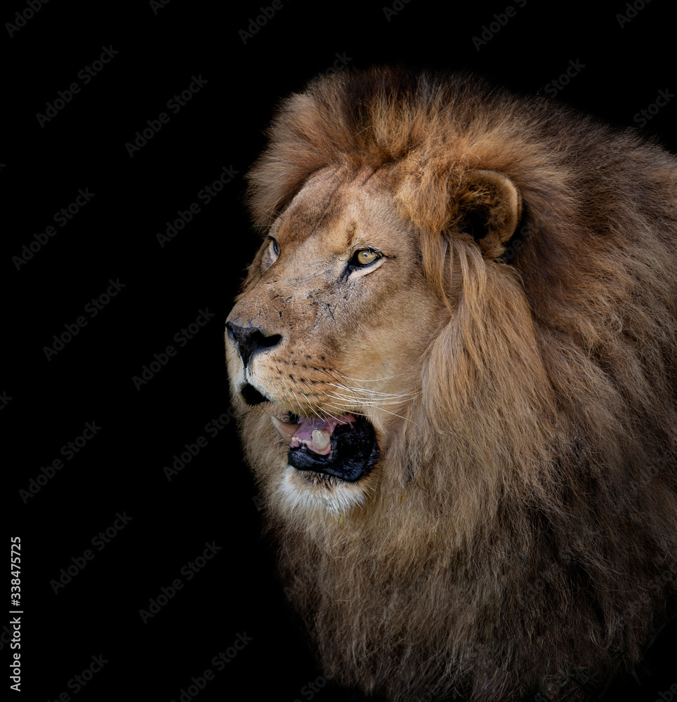 Portrait of a male lion with black background
