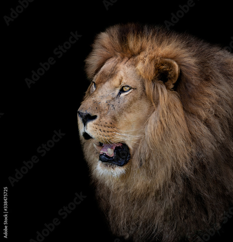 Portrait of a male lion with black background