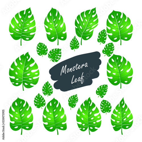 Monstera deliciosa leaf Vector Illustration with flat design