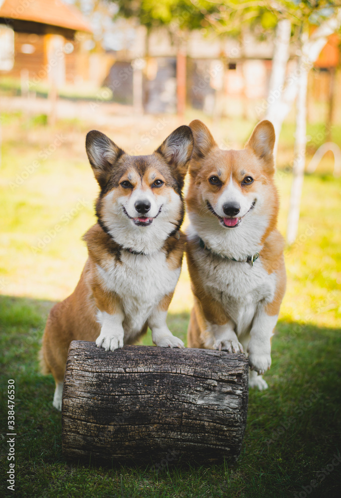 Grudge Skæbne Museum Two welsh corgi pembroke dogs standing on a chopping block, happy and  looking to the camera Stock-foto | Adobe Stock
