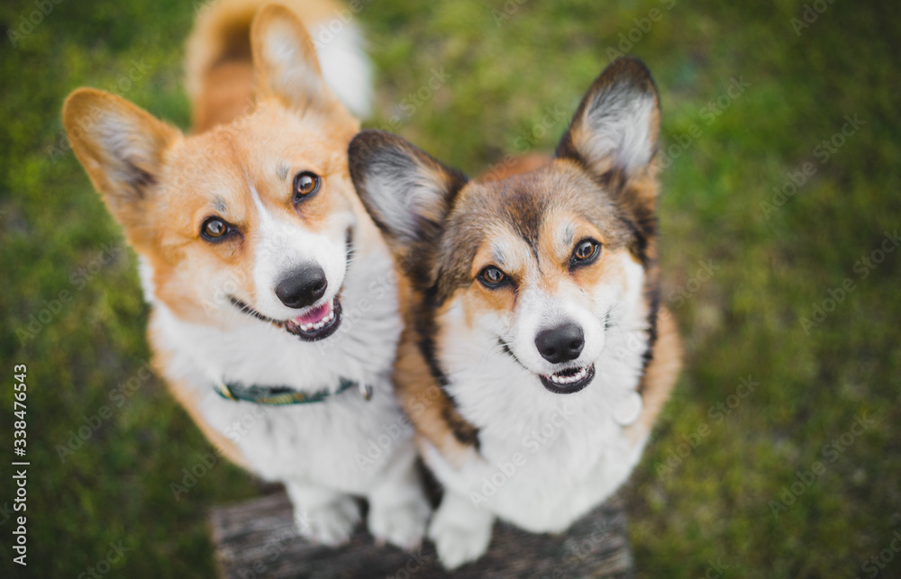 Two welsh corgi pembroke dogs standing on a chopping block, happy and looking to the camera Two welsh corgi pembroke dogs standing on a chopping block, happy and looking to the camera