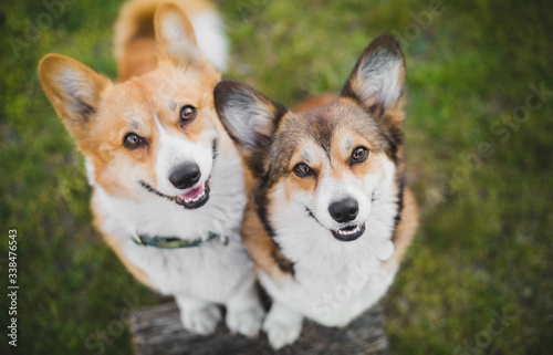 Two welsh corgi pembroke dogs standing on a chopping block, happy and looking to the camera