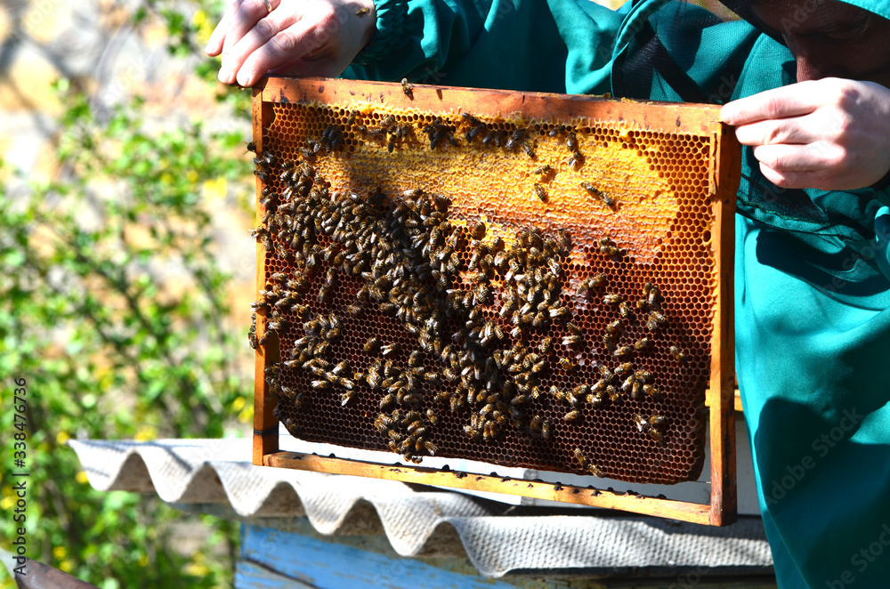 Beekeeping, frame with wax and bees. Spring photo Beekeeping, frame with wax and bees. Spring photo