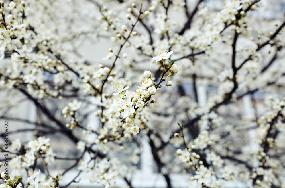 Beautiful white apple blossom.Flowering apple tree.Fresh spring background on nature outdoors.Soft focus image of blossoming flowers in spring time.For easter and spring greeting cards,banners Beautiful white apple blossom.Flowering apple tree.Fresh spring background on nature outdoors.Soft focus image of blossoming flowers in spring time.For easter and spring greeting cards,banners
