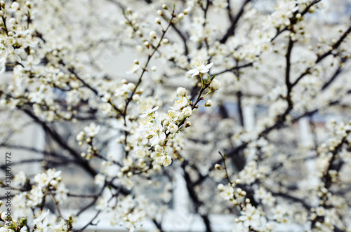 Beautiful white apple blossom.Flowering apple tree.Fresh spring background on nature outdoors.Soft focus image of blossoming flowers in spring time.For easter and spring greeting cards,banners © supersomik