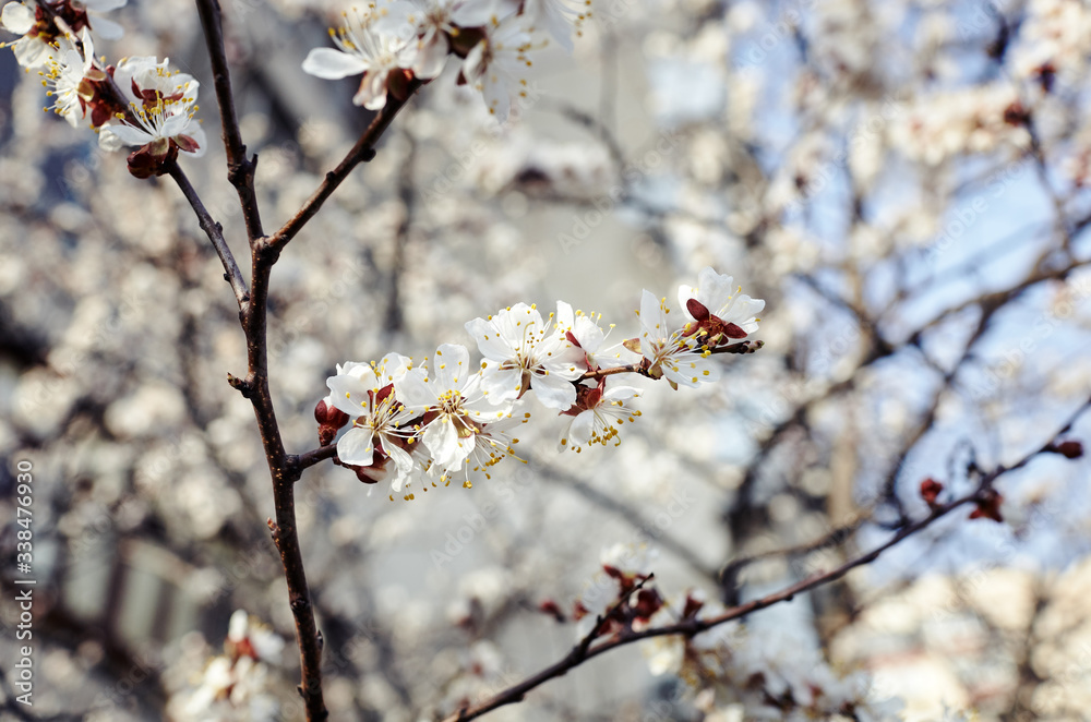 Beautiful white apricot blossom.Flowering apricot tree.Fresh spring background on nature outdoors.Soft focus image of blossoming flowers in spring time.For easter and spring greeting cards,banners