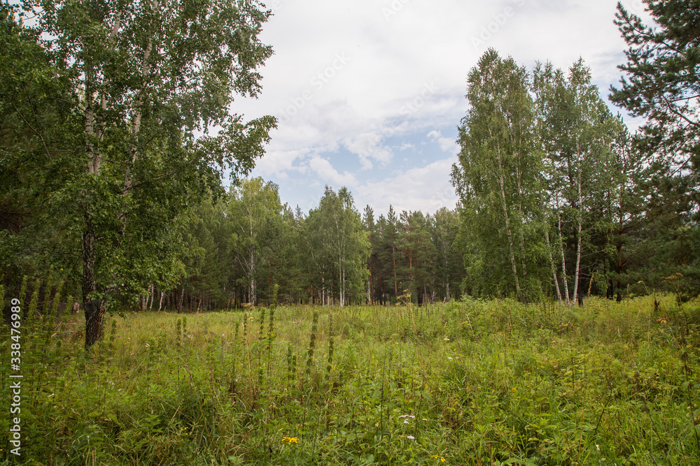 Сlearing with grass in the forest Сlearing with grass in the forest