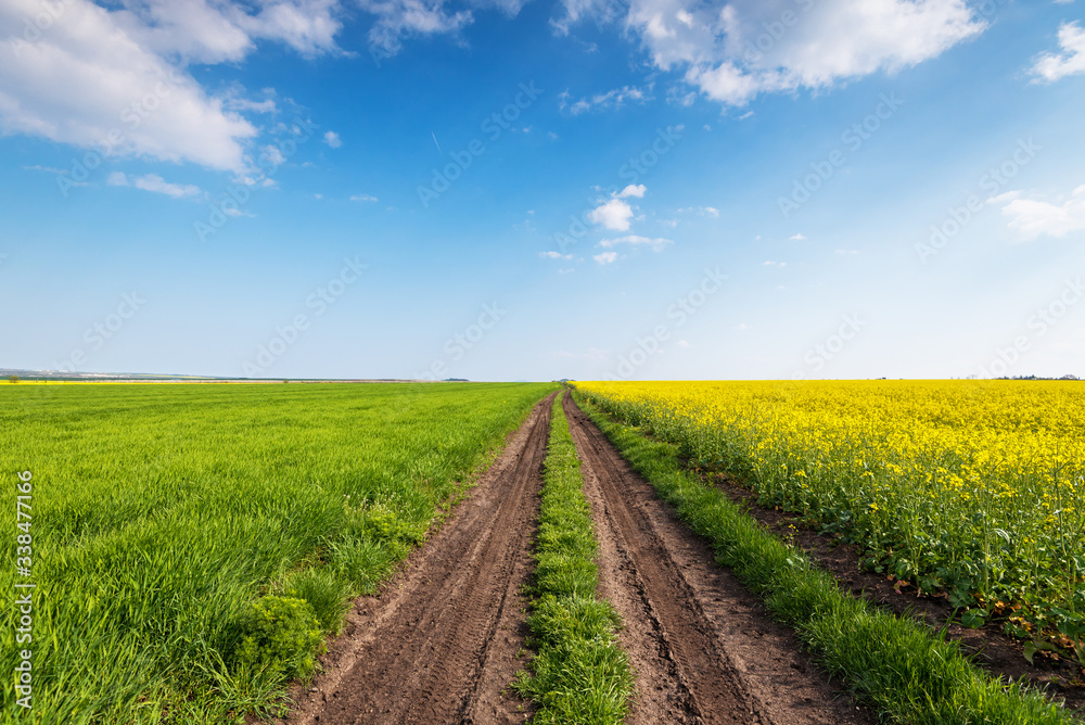 Yellow field rape, young green wheat and blue sky. Yellow field rape, young green wheat and blue sky.