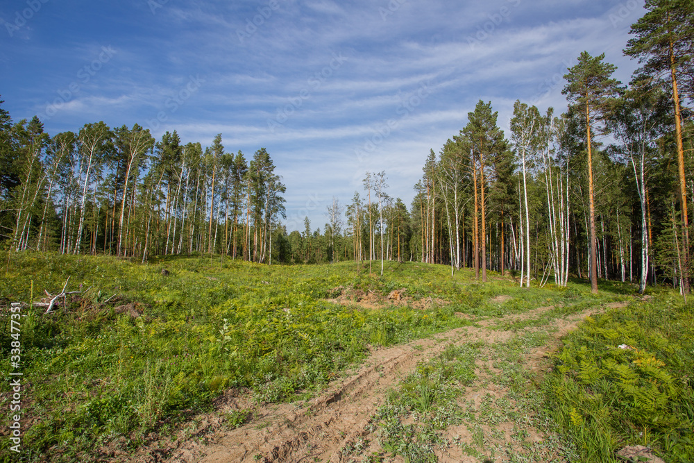Сlearing with grass in the forest Сlearing with grass in the forest