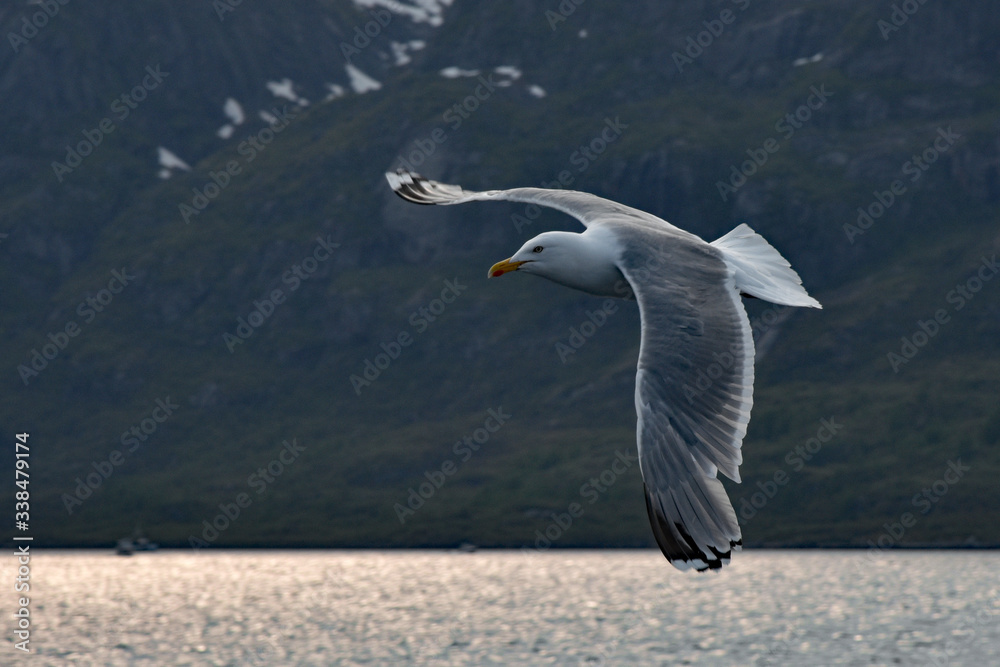 Fototapeta premium Gull in flight