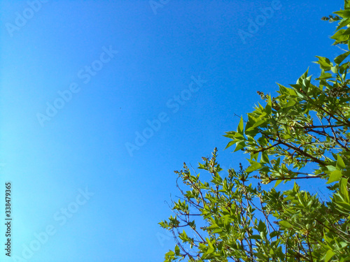 Gałęzie drzew na tle błękitnego nieba