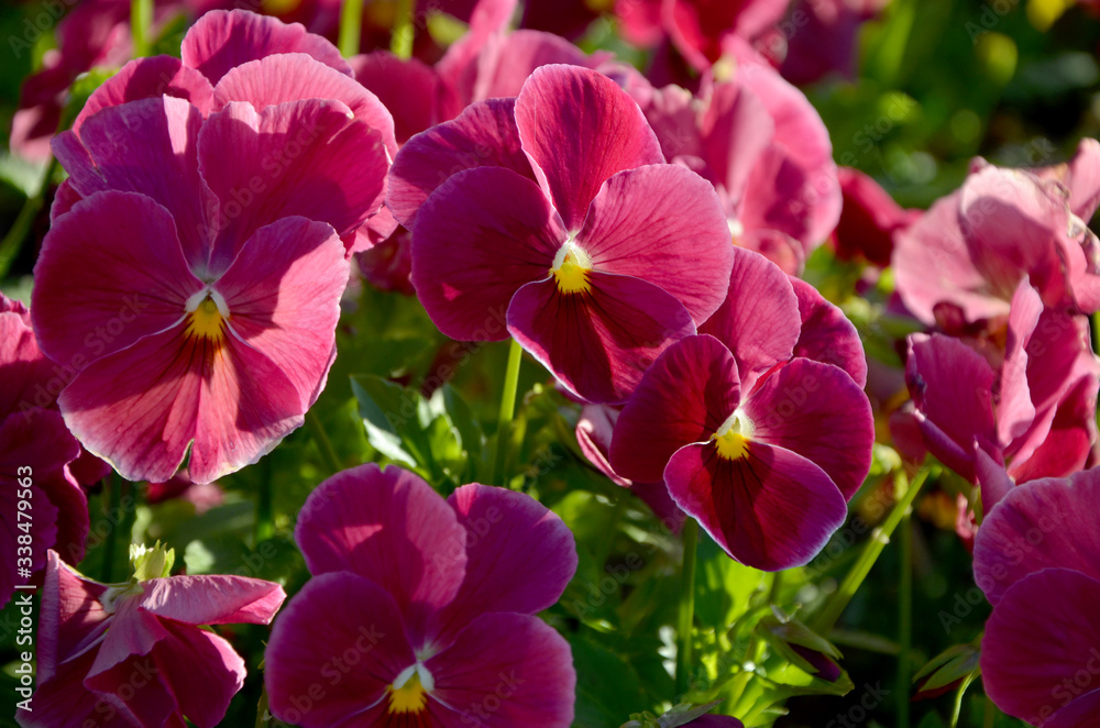 Fototapeta premium pansies beautiful pink flowers on a flowerbed in the garden in spring 