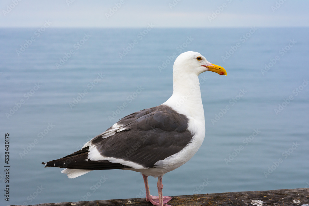 A close-up view of a seagull standing in front of the pacific ocean