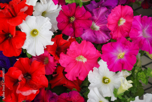 Petunia ,Petunias in the tray,Petunia in the pot, mixed color.