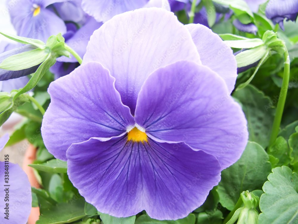 Blue Flower Pansies closeup of colorful pansy flower Blue Flower Pansies closeup of colorful pansy flower