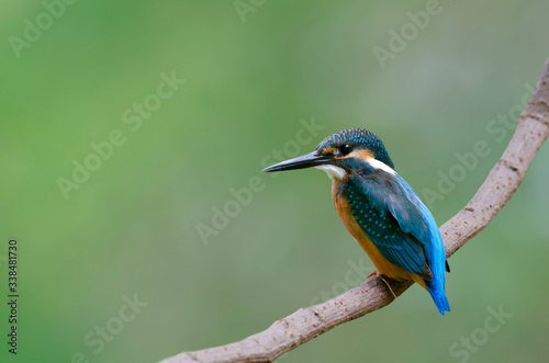 Beautiful bird in nature Common Kingfisher (Alcedo atthis) © sakda