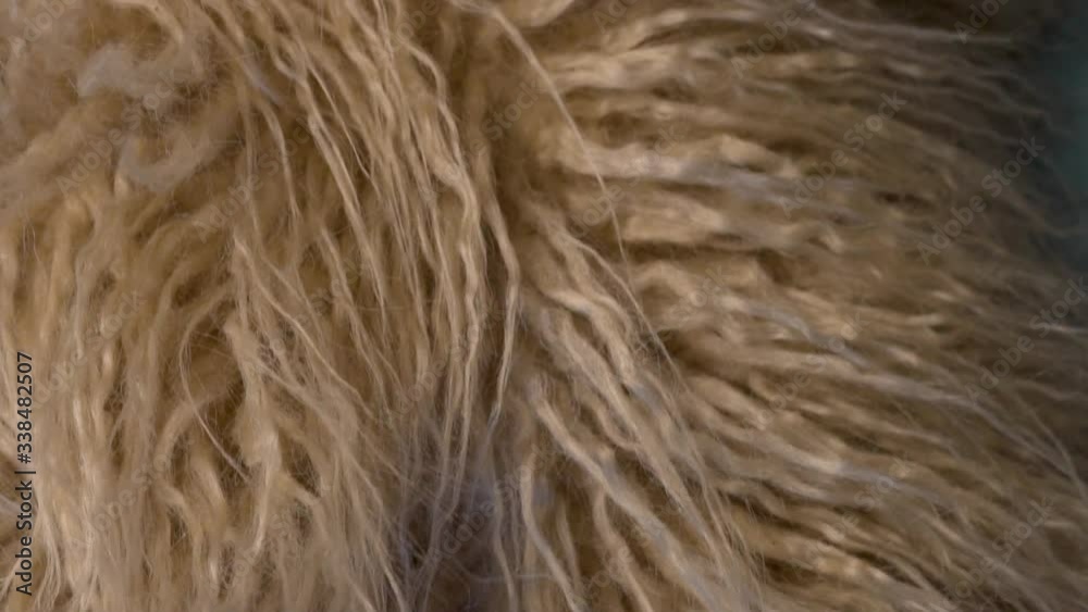 Close up Macro Detailed Texture Of Llama Fur. Fur Fabric Material.Textile Abstract Background. Concept Of The Garment Industry. Close up Macro Detailed Texture Of Llama Fur. Fur Fabric Material.Textile Abstract Background. Concept Of The Garment Industry.