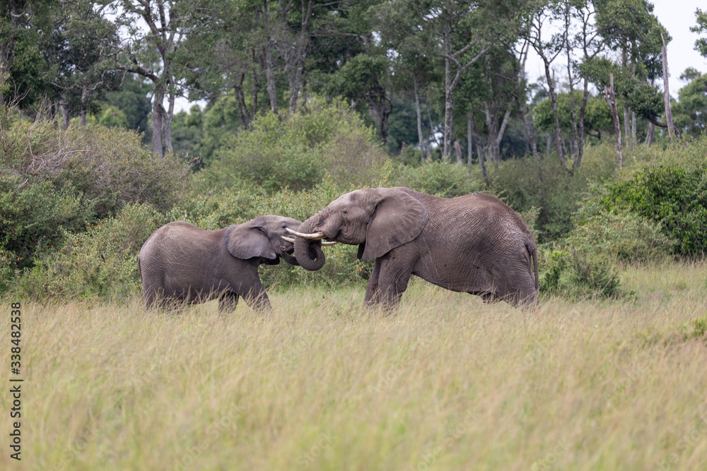 elephant confrontation elephant confrontation