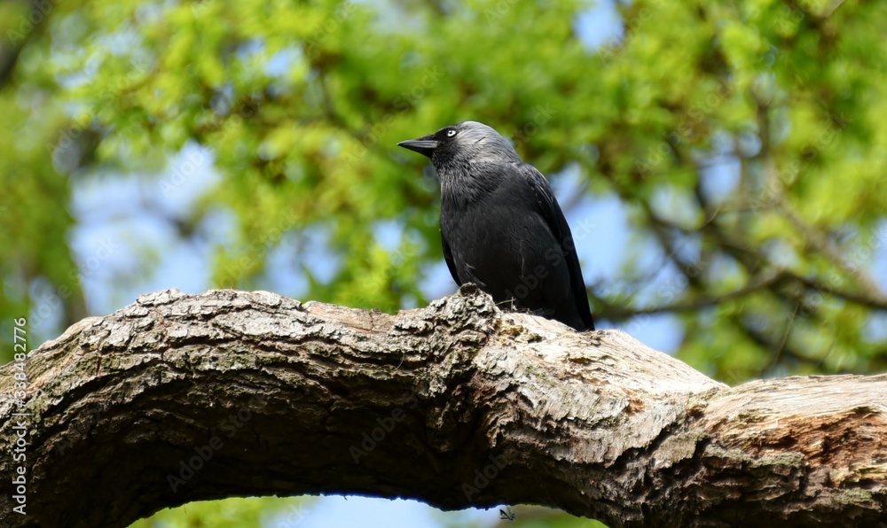 nonchalant bird perches up high nonchalant bird perches up high
