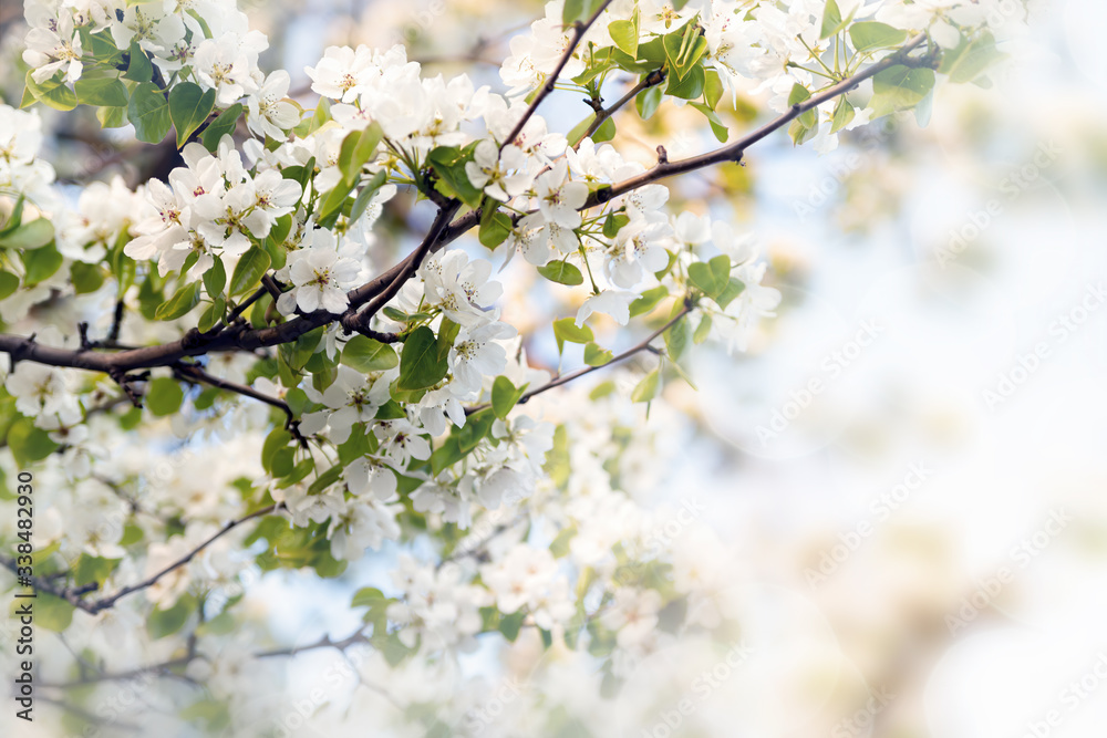 Background of Apple tree branches with white flowers