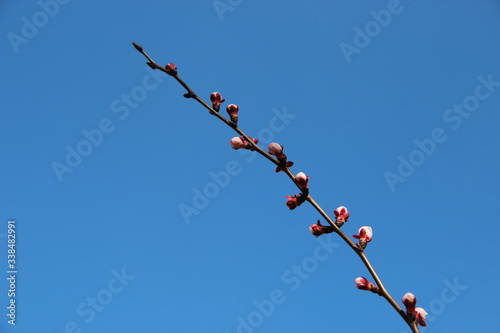 Beautiful spring flowering apricot trees branches on the background of the blue blue sky. Natural spring flowers background. Hd floral wallpapers for desktop.