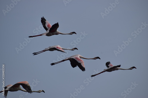 A flamboyance of lesser flamingos flying from one place to another 