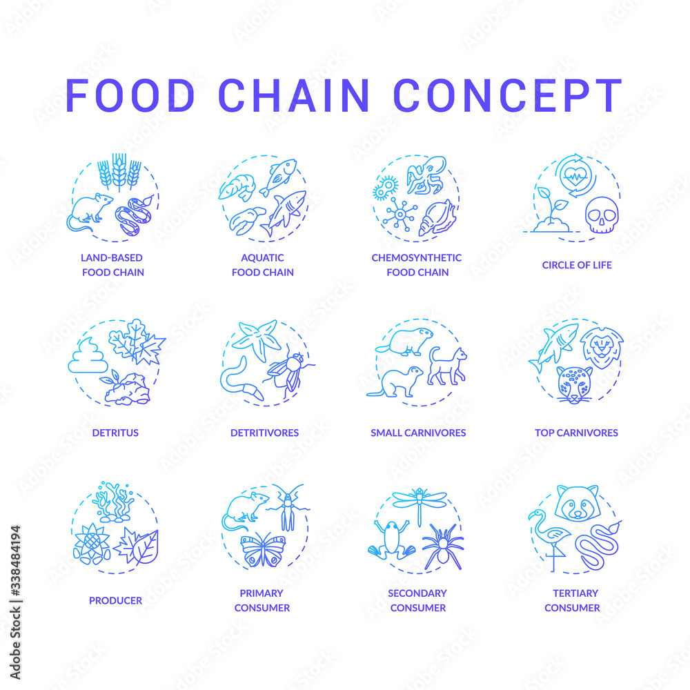 Food chain concept icons set. Primary, secondary and tertiary consumers. Small and top carnivores. Life cycle idea thin line RGB color illustrations. Vector isolated outline drawings