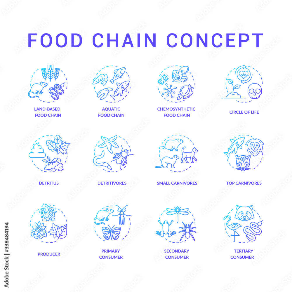 Food chain concept icons set Primary secondary and tertiary consumers Biology Diagrams