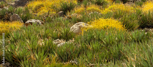 Parry's Century Plants (Agave parryi) and Brittlebush(Encelia farinosa) Borrego Mountains, Anza-Borrego Desert State Park, California, USA
