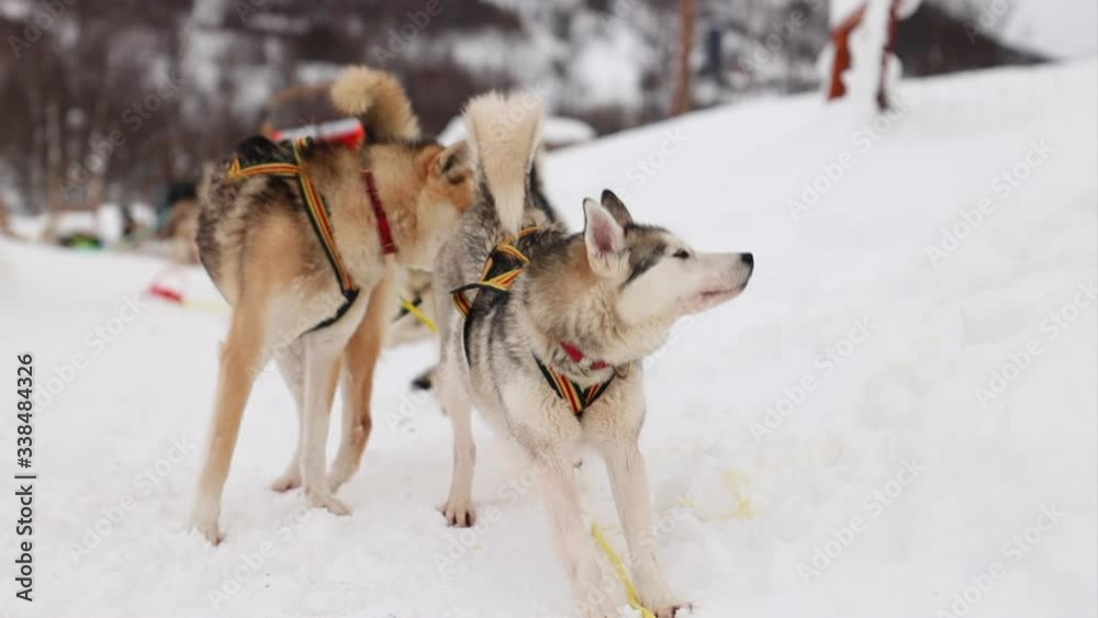A Dog Sledding Team Getting Ready to Run in a Snowy Environment A Dog Sledding Team Getting Ready to Run in a Snowy Environment