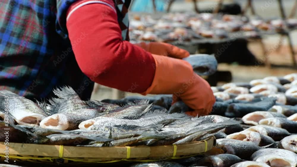 Fisherman Preparation for gourami Fish that are dried in solar fish