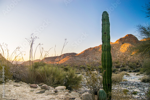 Desert plants