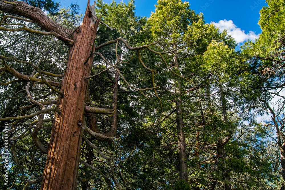 Fototapeta premium Big trees