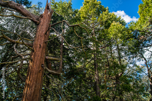 Big trees