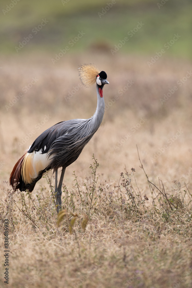 Obraz premium Grey Crowned Crane