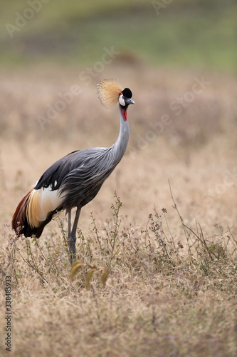 Grey Crowned Crane © serge