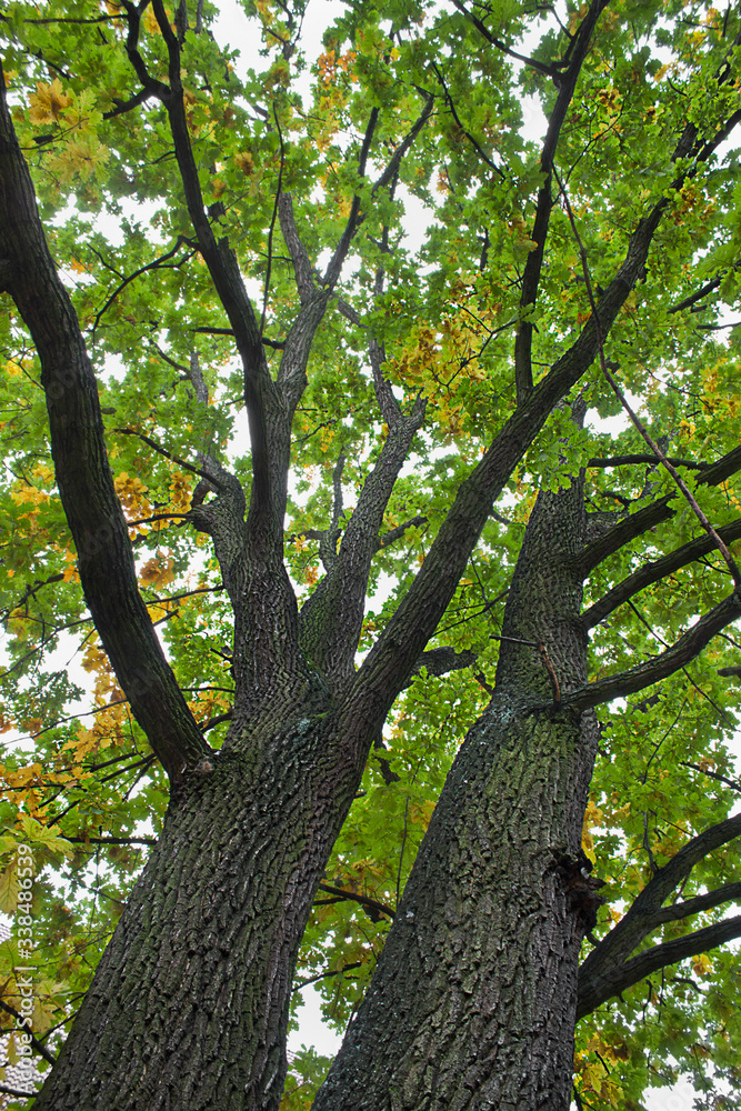 green tree with a lush crown, bottom view green tree with a lush crown, bottom view