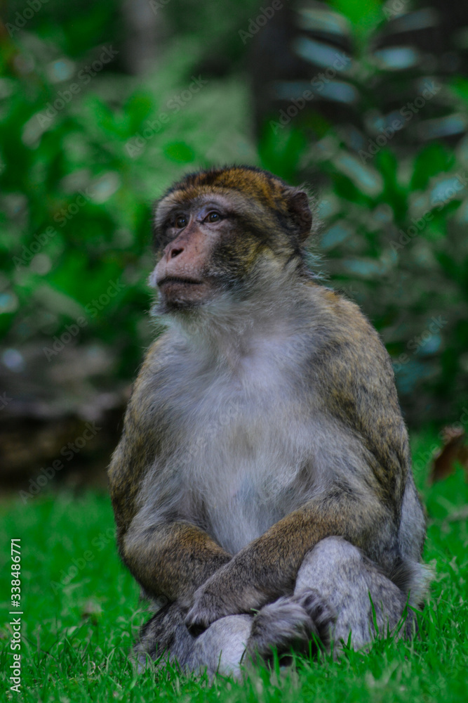 Barbary macaques