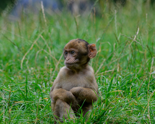 Baby Barbary macaques © Agata