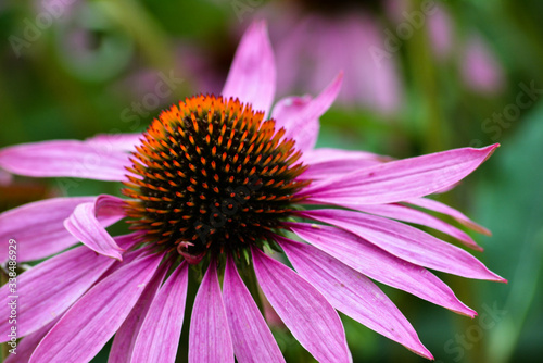 close up of a pink flower