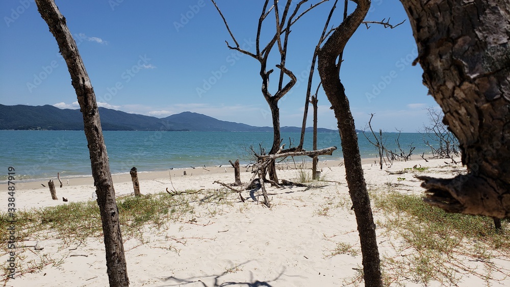 galhos secos, beira mar, praia, abandonada, árido, férias, paraíso