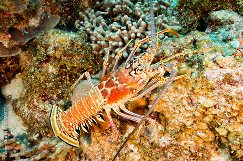 lobster in ocean