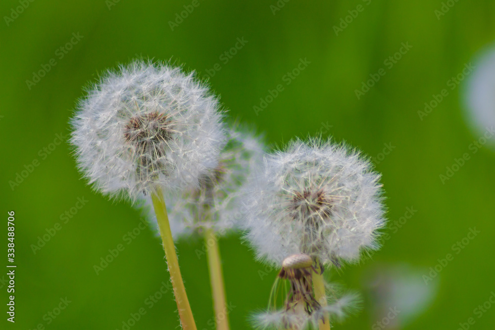 White dandelion flowers in a garden White dandelion flowers in a garden