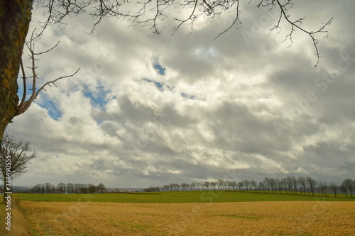 Eine lange Reihe Bäume in Hintergrund auf einem frisch gemähten, gelben und grünem Feld. Viele weiße Wolken bedecken den Himmel, oben und links in Bild sieht man dünne Äste, wie eine Umrandung. photo