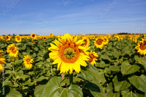 Field of Yellow SunFlowers, Helianthus annuus, south of Paris, France, August 2015