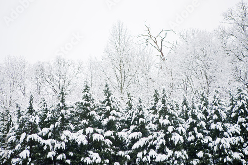 Evergreen Trees Laden With Snow In Winter