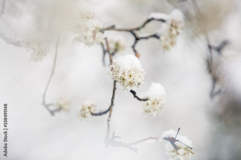 Mountain Laurel Spring Snowfall Mountain Laurel Spring Snowfall
