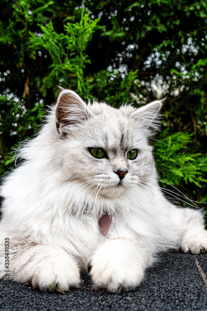Portrait d'un chat