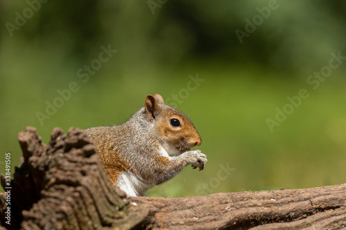 Esquilo-cinzento, Grey squirrel (Sciurus carolinensis) Royal Florest of Dean, UK - 2018.06.22