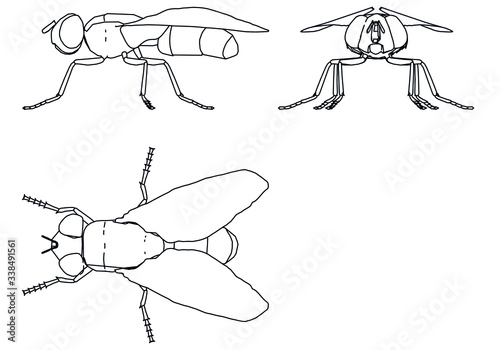 Vector illustration of a geometric polygonal housefly. Abstract linear insect.